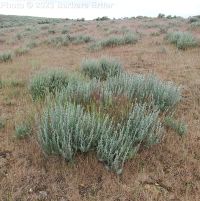 low sagebrush (<em>Artemisia arbuscula ssp. arbuscula</em>)