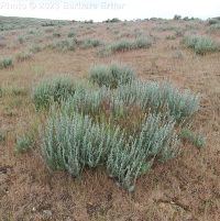 low sagebrush (<em>Artemisia arbuscula ssp. arbuscula</em>)
