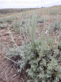 low sagebrush (<em>Artemisia arbuscula ssp. arbuscula</em>)