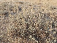 low sagebrush (<em>Artemisia arbuscula ssp. arbuscula</em>)