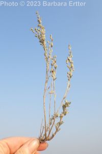 low sagebrush (<em>Artemisia arbuscula ssp. arbuscula</em>)