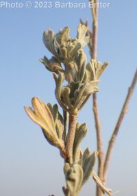 low sagebrush (<em>Artemisia arbuscula ssp. arbuscula</em>)