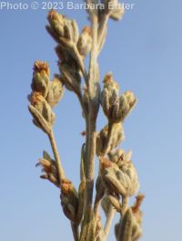 low sagebrush (<em>Artemisia arbuscula ssp. arbuscula</em>)