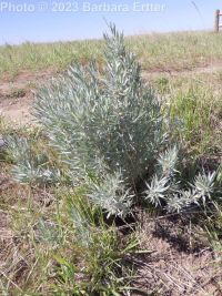 silver sagebrush (<em>Artemisia cana ssp. viscidula</em>)