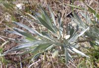 silver sagebrush (<em>Artemisia cana ssp. viscidula</em>)