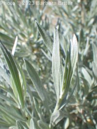 silver sagebrush (<em>Artemisia cana ssp. viscidula</em>)