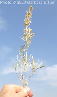 silver sagebrush (<em>Artemisia cana ssp. viscidula</em>)