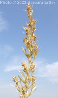 silver sagebrush (<em>Artemisia cana ssp. viscidula</em>)