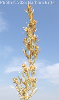silver sagebrush (<em>Artemisia cana ssp. viscidula</em>)
