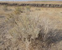 silver sagebrush (<em>Artemisia cana ssp. viscidula</em>)