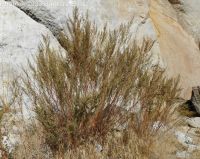 tarragon, dragon sagewort (<em>Artemisia dracunculus</em>)