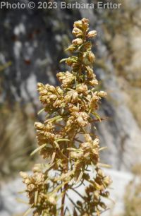 tarragon, dragon sagewort (<em>Artemisia dracunculus</em>)