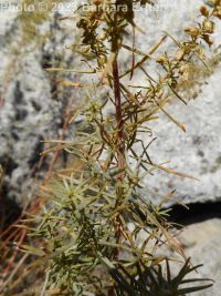 tarragon, dragon sagewort (<em>Artemisia dracunculus</em>)