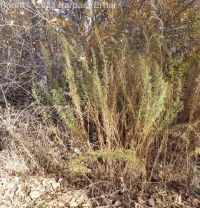 tarragon, dragon sagewort (<em>Artemisia dracunculus</em>)