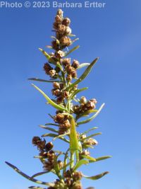tarragon, dragon sagewort (<em>Artemisia dracunculus</em>)