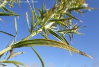 tarragon, dragon sagewort (<em>Artemisia dracunculus</em>)