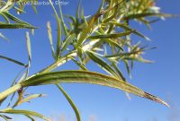tarragon, dragon sagewort (<em>Artemisia dracunculus</em>)