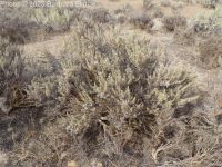 stiff or scabland sagebrush (<em>Artemisia rigida</em>)