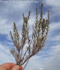 stiff or scabland sagebrush (<em>Artemisia rigida</em>)