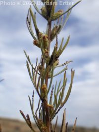 stiff or scabland sagebrush (<em>Artemisia rigida</em>)