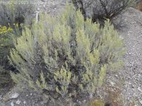Wyoming big sagebrush (<em>Artemisia tridentata ssp. wyomingensis</em>)