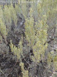 Wyoming big sagebrush (<em>Artemisia tridentata ssp. wyomingensis</em>)