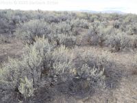Wyoming big sagebrush (<em>Artemisia tridentata ssp. wyomingensis</em>)
