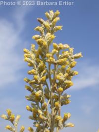 Wyoming big sagebrush (<em>Artemisia tridentata ssp. wyomingensis</em>)