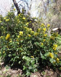 shining, tall, or hollyleaf Oregon-grape (<em>Berberis aquifolium</em>)