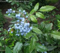 shining, tall, or hollyleaf Oregon-grape (<em>Berberis aquifolium</em>)