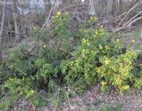 shining, tall, or hollyleaf Oregon-grape (<em>Berberis aquifolium</em>)