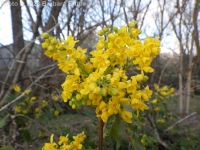 shining, tall, or hollyleaf Oregon-grape (<em>Berberis aquifolium</em>)