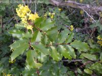 shining, tall, or hollyleaf Oregon-grape (<em>Berberis aquifolium</em>)