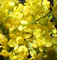 shining, tall, or hollyleaf Oregon-grape (<em>Berberis aquifolium</em>)