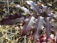 shining, tall, or hollyleaf Oregon-grape (<em>Berberis aquifolium</em>)