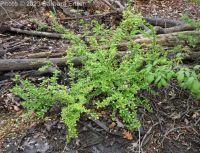 Japanese barberry (<em>Berberis thunbergii</em>)