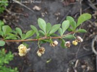 Japanese barberry (<em>Berberis thunbergii</em>)