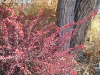Japanese barberry (<em>Berberis thunbergii</em>)