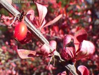 Japanese barberry (<em>Berberis thunbergii</em>)