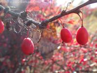 Japanese barberry (<em>Berberis thunbergii</em>)