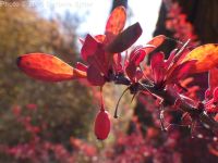 Japanese barberry (<em>Berberis thunbergii</em>)