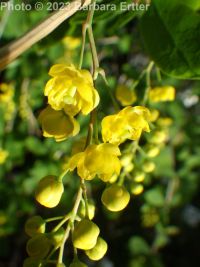 common or European barberry (<em>Berberis vulgaris</em>)