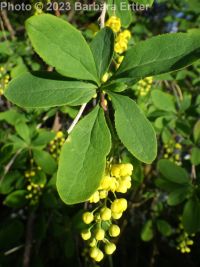 common or European barberry (<em>Berberis vulgaris</em>)