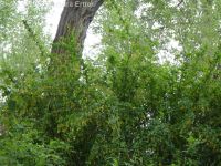 common or European barberry (<em>Berberis vulgaris</em>)