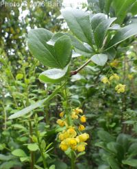 common or European barberry (<em>Berberis vulgaris</em>)