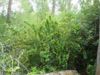 common or European barberry (<em>Berberis vulgaris</em>)