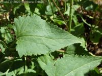 largeflower brickellia or brickellbush (<em>Brickellia grandiflora</em>)