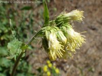 largeflower brickellia or brickellbush (<em>Brickellia grandiflora</em>)
