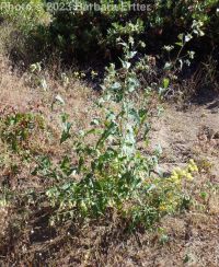 largeflower brickellia or brickellbush (<em>Brickellia grandiflora</em>)