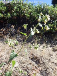 largeflower brickellia or brickellbush (<em>Brickellia grandiflora</em>)